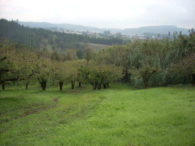 Country House_for_sale_in_rio maior_CSO6490